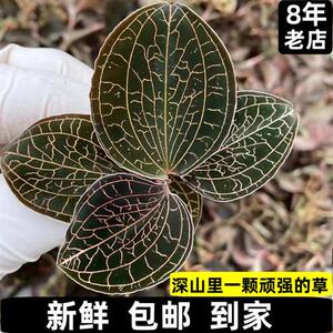 福建南靖新鲜金线莲鲜品仿野生林下生态种植15个月食用天然农产品