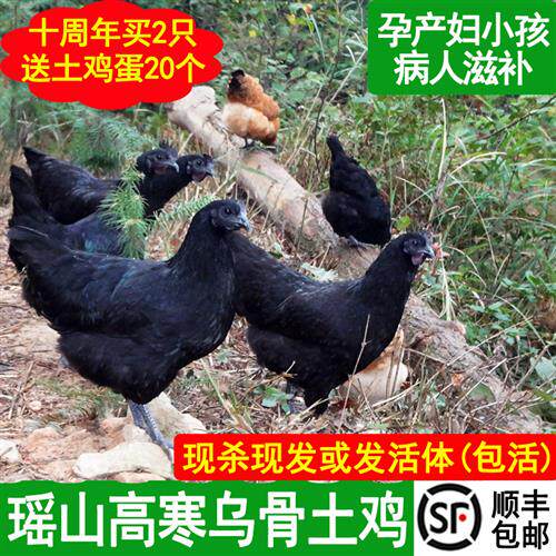 乌鸡新鲜现杀农家散养土鸡五黑鸡雪峰乌骨鸡活鸡公鸡月子鸡老母鸡