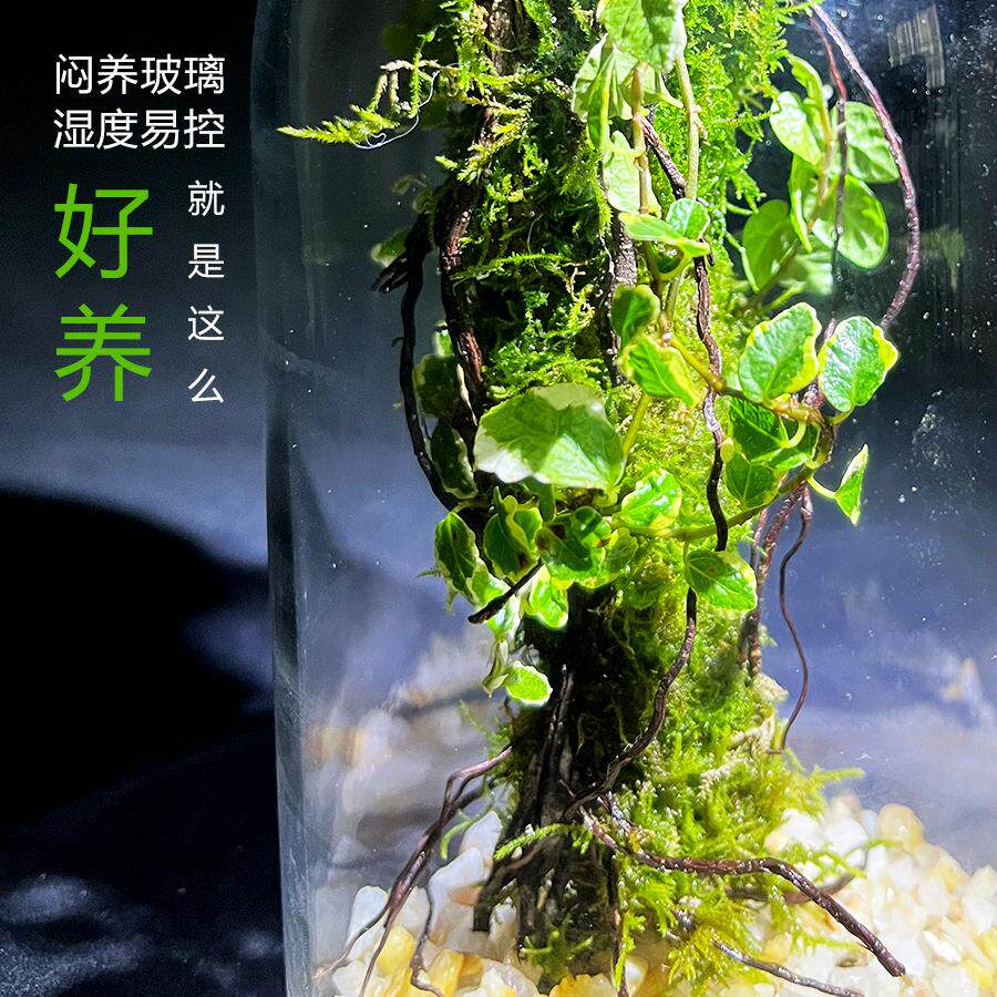 【阿凡达生态瓶】微景观花叶霹雳植物生态瓶室内桌面阳台景观摆件 - 实物图