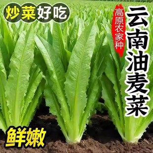 云南新鲜油麦菜香麦菜凤尾菜青莴笋叶莜麦菜当季时令节青菜蔬菜