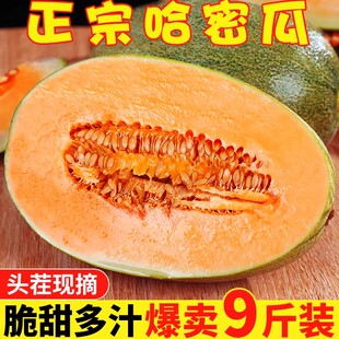 正宗海南哈密瓜新鲜水果9斤哈密瓜整箱包邮牛奶甜瓜网纹蜜瓜现摘