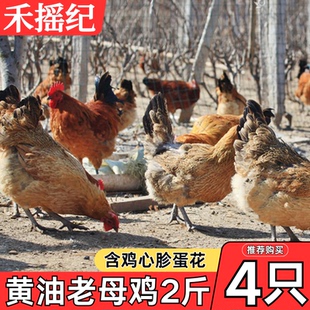 2年黄油老母鸡土鸡走地鸡淘汰蛋鸡新鲜现杀农家散养商用炖汤批发