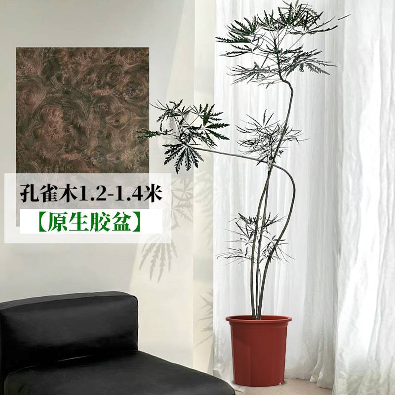 孔雀木绿植室内大型盆栽客厅办公室网红观叶植物落地大号四季好养