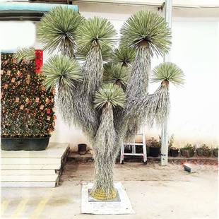 仿真剑兰花树异形须树园吊顶树林景观酒店商龙场ONP景场布置装饰