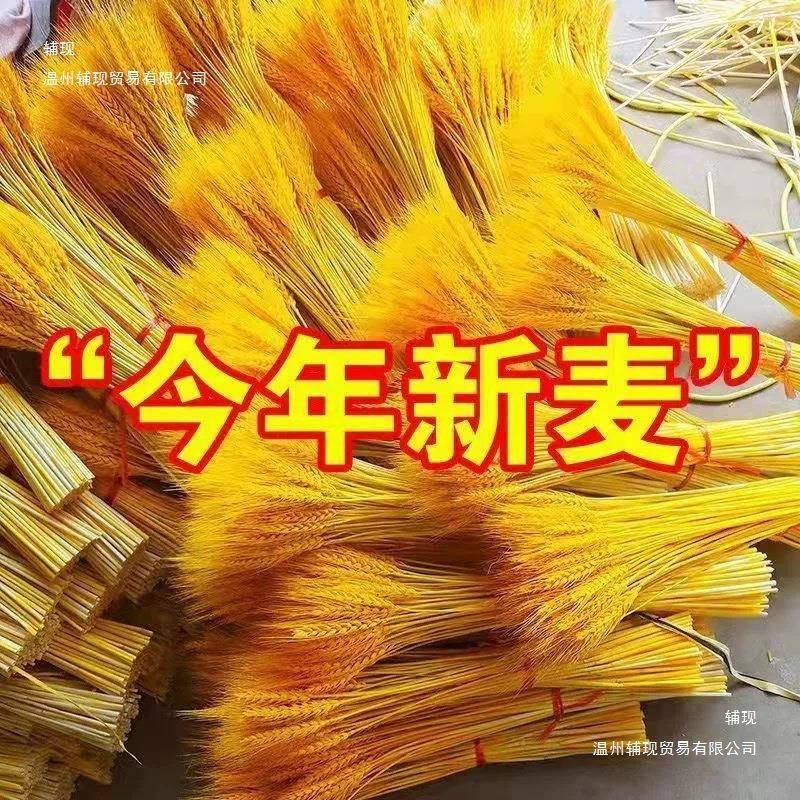 色麦穗F96788J8干花大麦花开花业束篮小麦装饰摆件花穗艺客厅真花