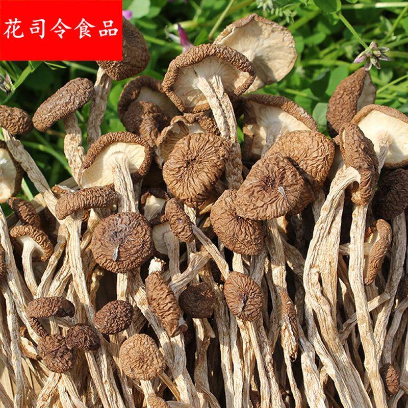 产地货源福建古田不开伞茶树菇干货500新货食用菌蘑菇茶薪菇