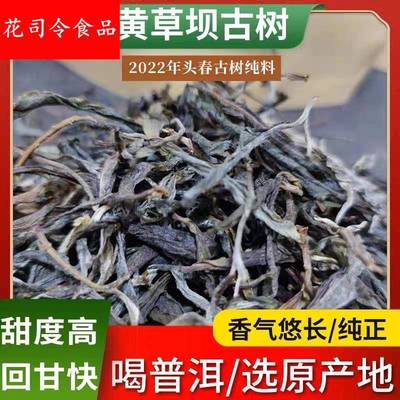 普洱古树茶春茶头春头采黄草坝核心区300年古树纯料散茶生普