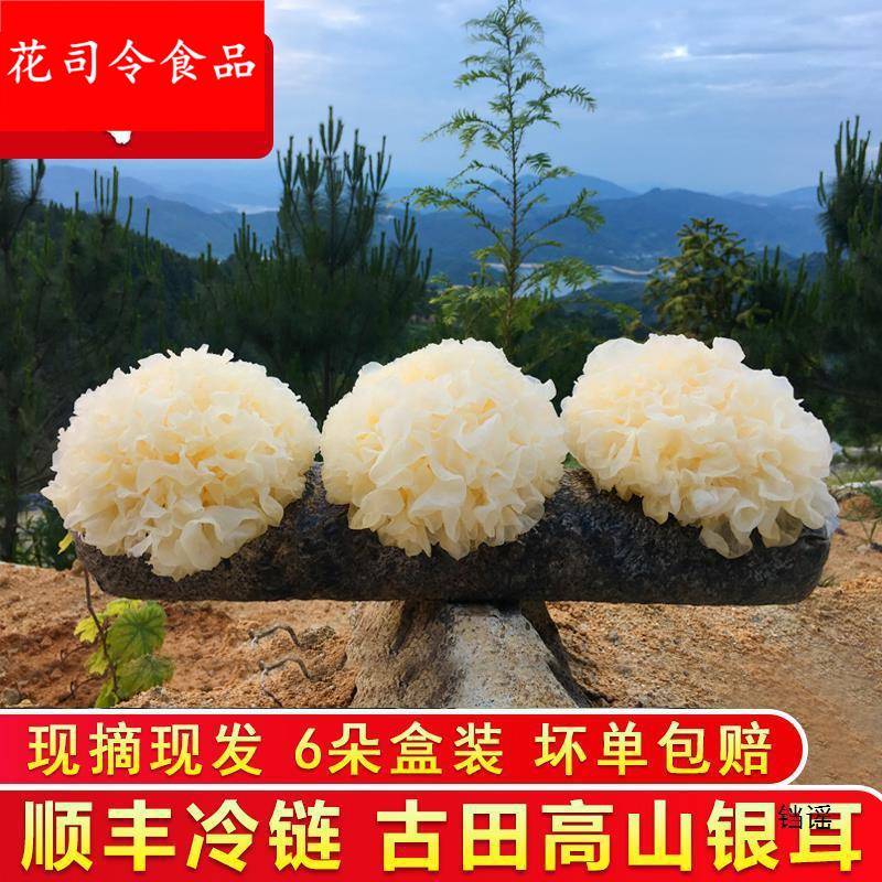 闽妃古田新鲜银耳6朵盒装 活鲜白木耳糯雪耳非丑耳干货银耳莲子羹