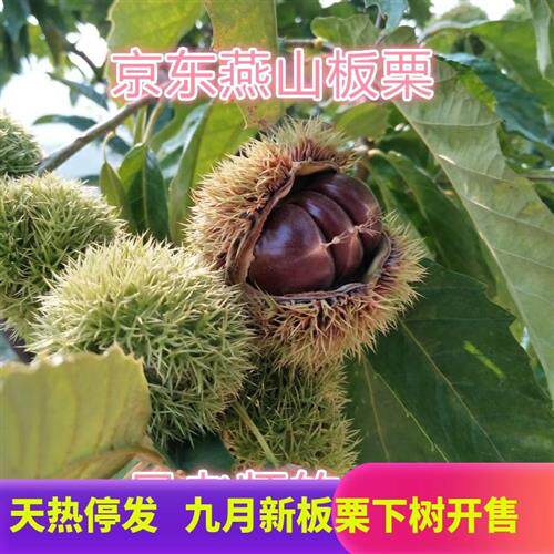 遵化迁西板栗生新鲜油栗甘栗子京东青龙燕山长城野生唐山特产五斤
