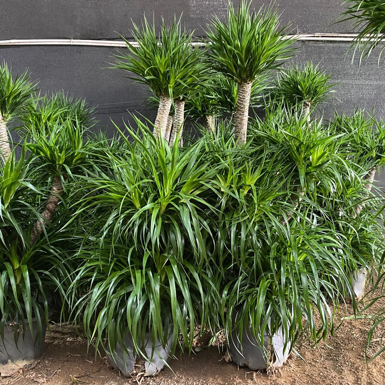 龙须树大型室盆栽龙血树花卉绿植客厅办公室盆景四季青批植物观花