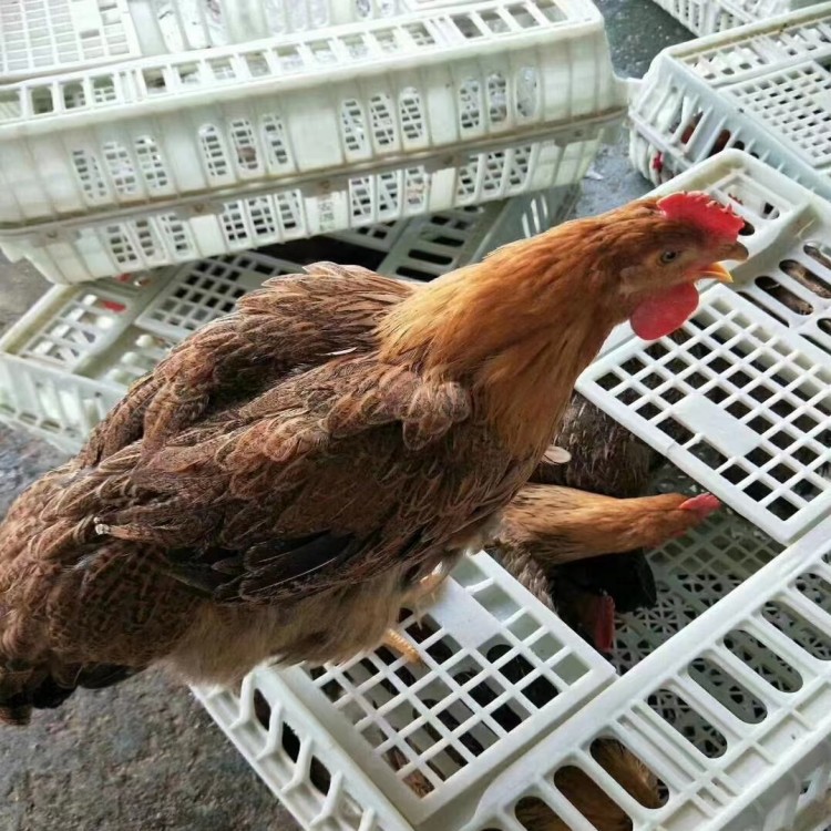 商品鸡运输筐 元宝鸡筐 双开门塑料鸡笼山东 厂家直销耐摔耐用