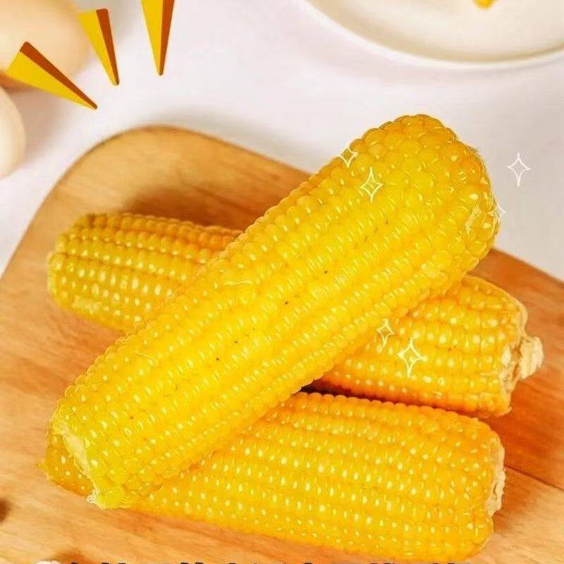 鑫蒙穗内蒙古甜糯玉米新鲜黄糯玉米真空包装内蒙古粘黏玉米棒早餐