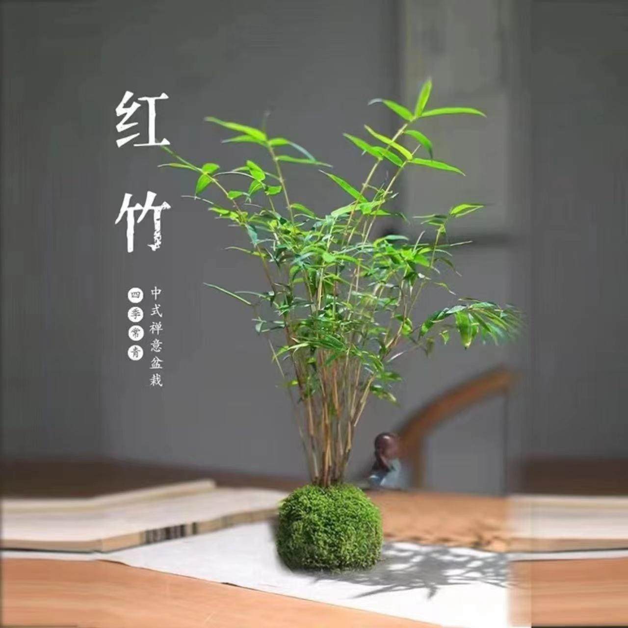 苔藓球红观音净化空气观音竹书房观叶客厅阳台趣味,3C数码配件,USB多功能数码宝,淘宝优惠券,粉丝福利购,淘宝优惠卷