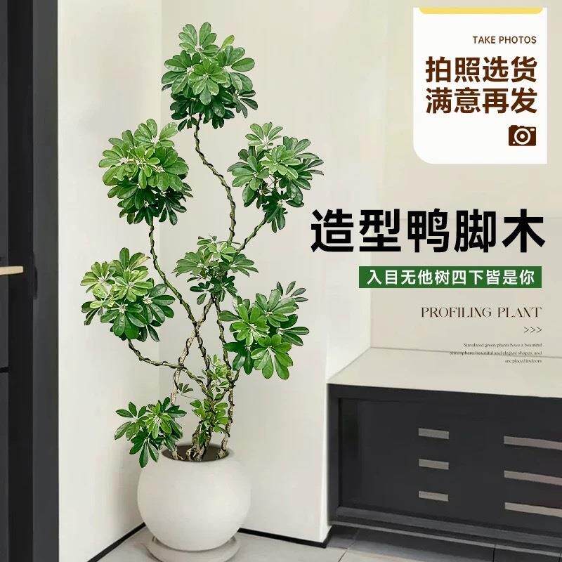 绿植室内盆栽客厅大造le1HYDG9大型鸭木型鸭掌净化空懒人气四季脚