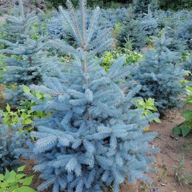 圣诞树蓝杉美国科罗拉多彩叶四季常青观叶庭院别墅室内外花镜造景