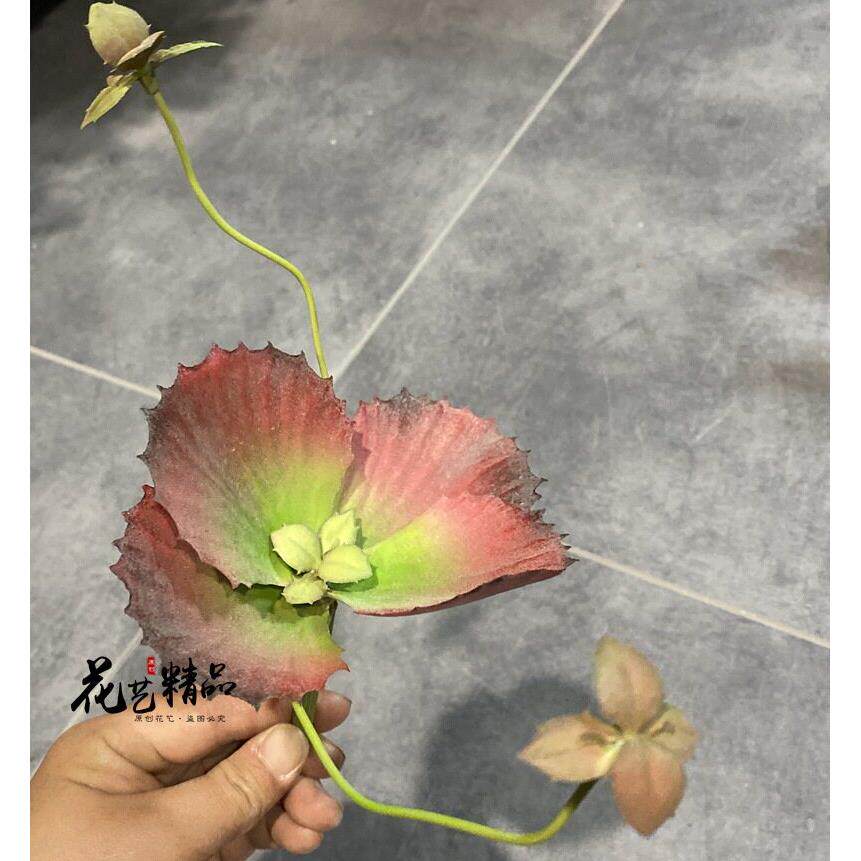 红色仿真多肉植物客厅卧室壁挂装饰品石莲空气草田园莲绢花
