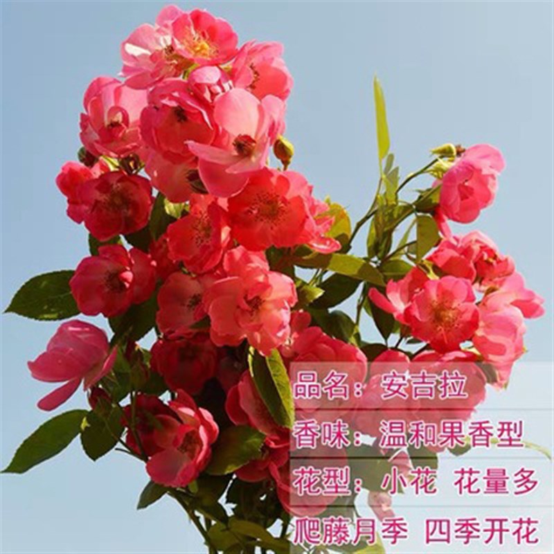 藤本月季花苗爬藤蔷薇多季开花欧月玫瑰浓香庭院植物花卉花墙