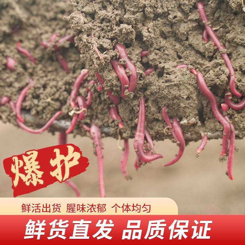 蚯蚓鲜活牛粪大号野钓活饵垂钓鱼饵红虫散装鲫鱼盒装饵料活体