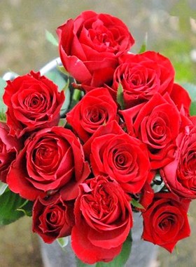 rolla红色玫瑰月季花苗浓香大花四季开庭院阳台盆栽耐寒耐热切花