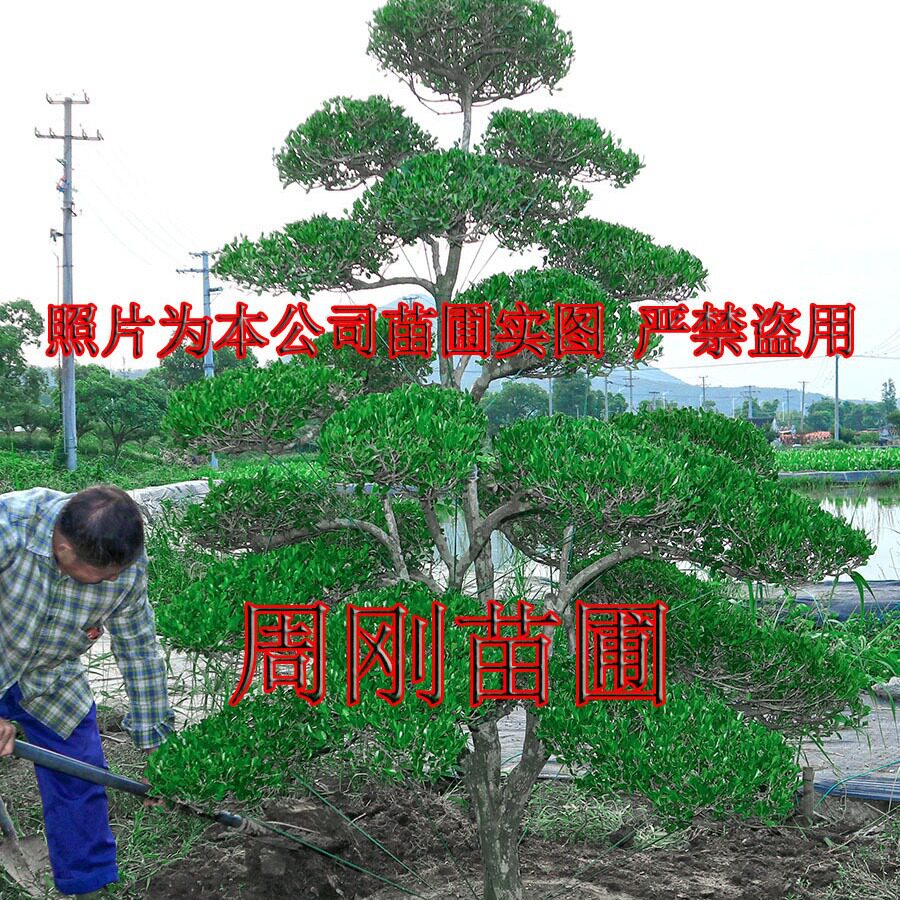 造型黄杨树、小叶黄杨树、瓜子黄杨树、黄杨桩盆景、苏州苗木基地