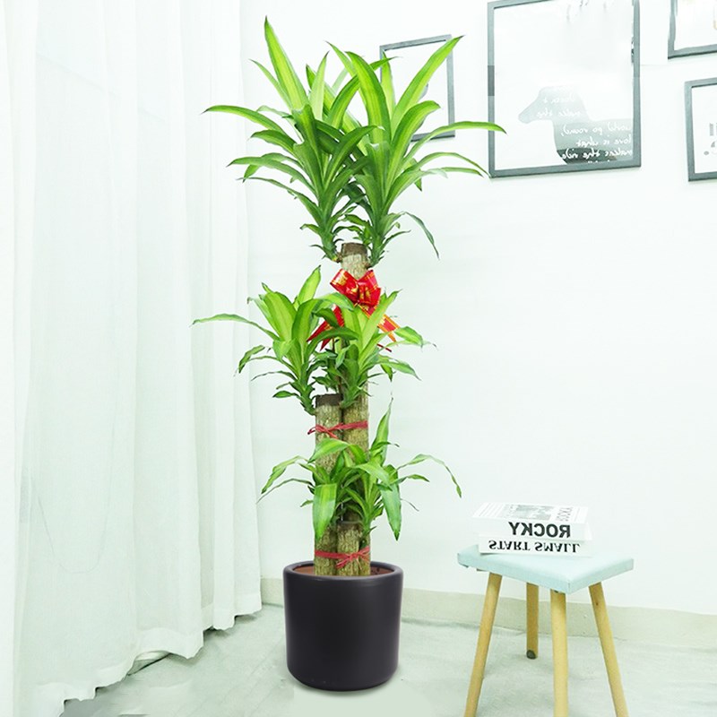 百搭简约直筒特大陶瓷花盆客厅落地哑光琴叶榕绿萝虎皮兰陶瓷花盆