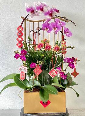 云新中约式蝴蝶兰花架仿真植物花花盆简轻奢ASBK1912年宵盆栽摆祥