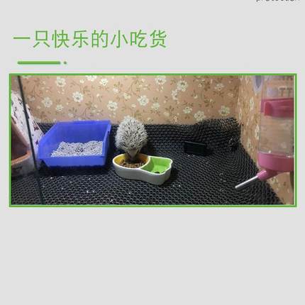 仓鼠豚鼠金熊养箱宠物保饲温箱刺猬加热木箱爬YMC宠箱蜥蜴丝笼新