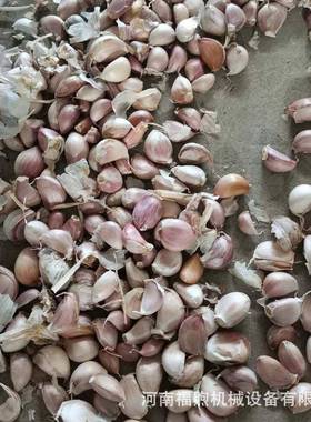 福煦大蒜分瓣机不锈钢蒜磕机瓣不伤头剥蒜FXFB-100的蒜种机