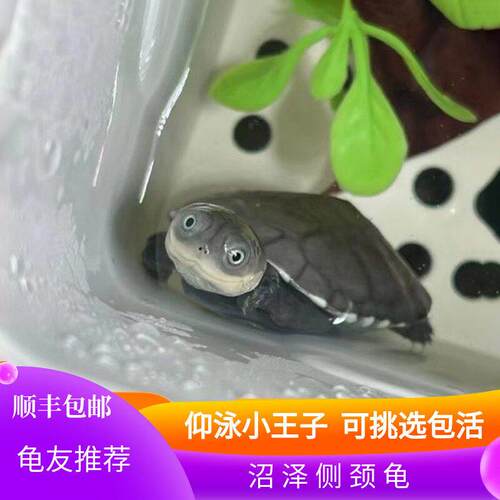 西非侧颈龟苗宠物活体沼泽侧颈龟网红龟微笑宠物造景龟可挑仰泳龟