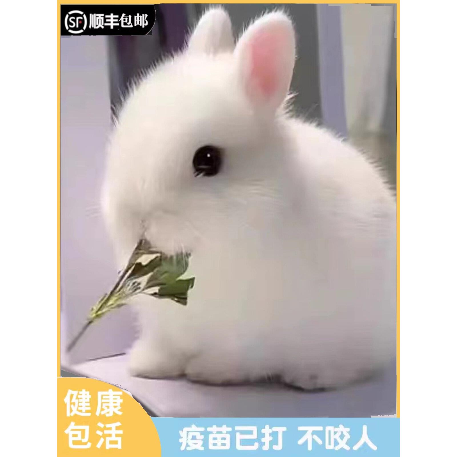 小型侏儒兔子活物长不大迷你兔儿童好养宠物猫猫兔荷兰垂耳兔活体