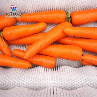 毛刷去皮TS M600清洗机清蛎海子洗机蔬菜水果毛辊清洗机