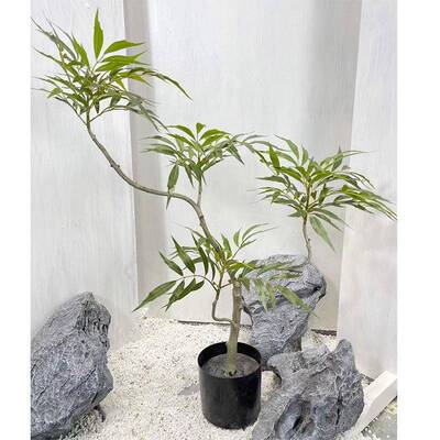 仿真绿植黄天竺盆栽橱客厅落地内室装饰摆件窗20240601假植物十大