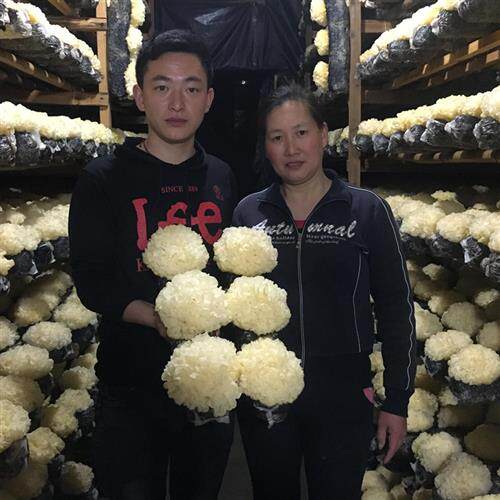 自家种植6朵盒装新鲜银耳古田雪耳糯耳活白木耳非干货莲子羹 顺丰