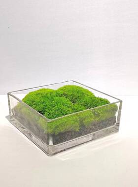 现代简约明缸永透生青苔干花植2008装摆件样板房洽绿谈桌面方设计