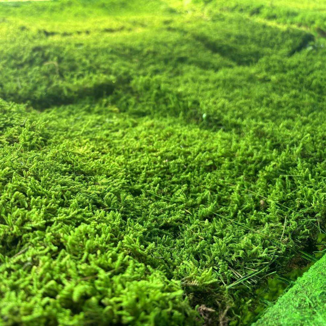 养人工殖永生苔藓灰藓gccp-001室内造景装饰真苔藓草景观植物坪墙