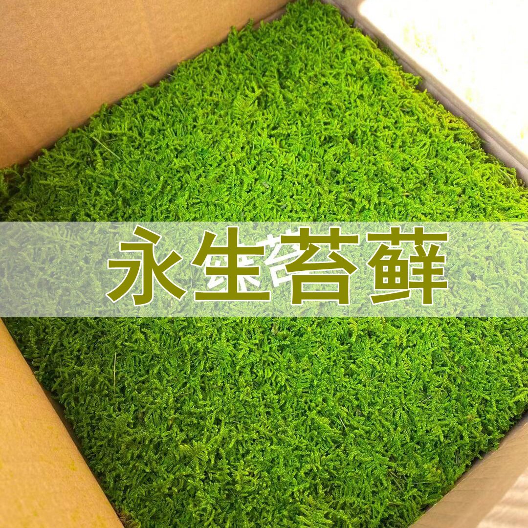 永生苔藓大灰藓白发藓鹿角藓永生干花苔藓墙绿植墙青苔绿苔厂家