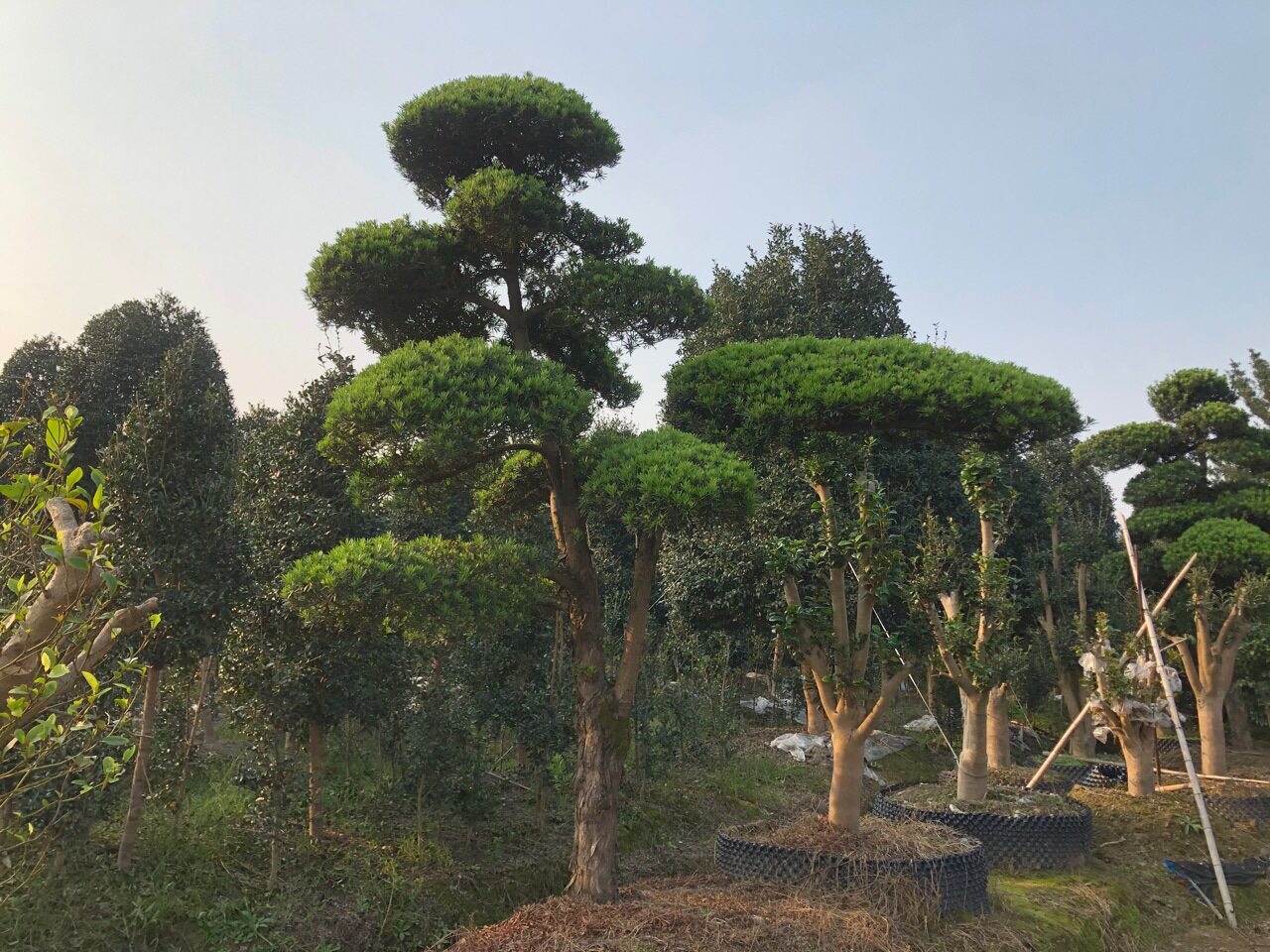 宁波奉化造型罗汉松精品苗木