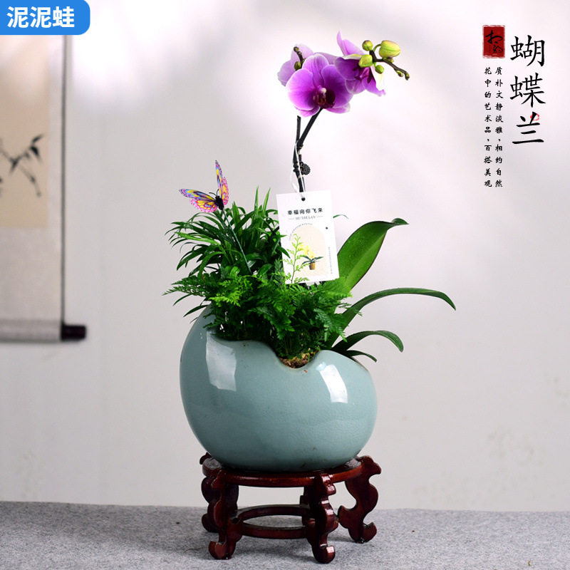 蝴蝶兰盆栽带花兰花室内观赏花卉办公客厅好养开业乔迁教师节送礼