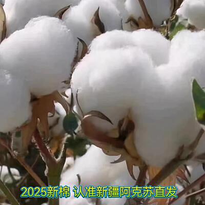 新疆棉一级棉散装去籽皮棉花正宗阿克苏长绒棉纯天然一级优质纯棉