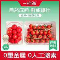 一柿缘串收小番茄新鲜小西红柿现摘单粒樱桃番茄实惠装顺丰包邮