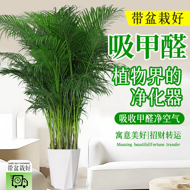 四季常青正宗富贵椰子大型绿植盆栽室内客厅办公室好养盆景除甲醛