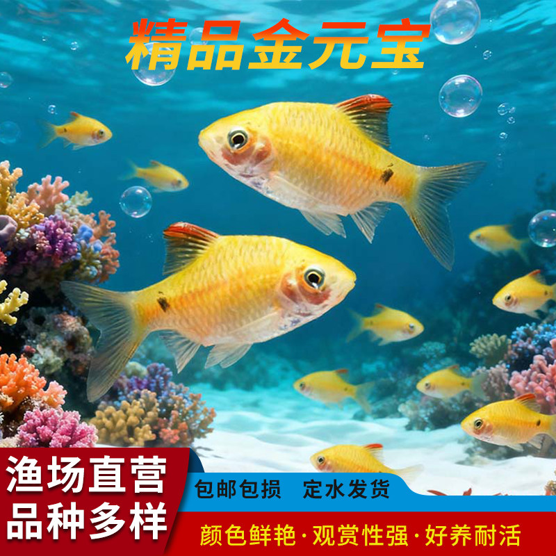 金元宝鱼玫瑰鲫鱼招财金鲫鱼冷水耐寒观赏鱼溪流闯缸淡水新手鱼