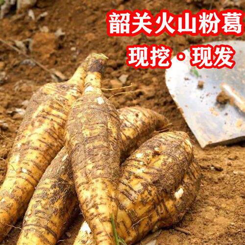 正品韶关火山粉葛新鲜 广东野生葛根煲汤葛马藤甘葛甜无渣5斤包邮