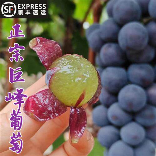顺丰包邮正宗青岛大泽山巨峰葡萄新鲜现摘酸甜当季应季孕妇水果
