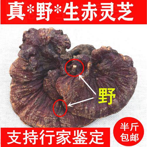 神农架新货野生林芝深山野生赤灵芝干 干货野生灵芝整枝非灵芝孢