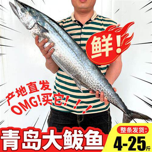 青岛深海鲜活大鲅鱼新鲜冷冻马交鱼超大特大马鲛鱼5-10-20斤可选