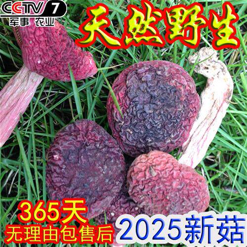 红菇纯野生香菇干货福建三明红椎菌500g武夷山月子红姑正宗红蘑菇