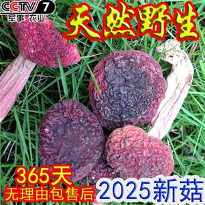 红菇纯野生香菇干货福建三明红椎菌500g武夷山月子红姑正宗红蘑菇