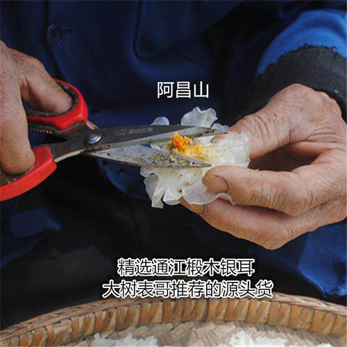 通江椴木银耳精选白木耳糯耳干货炖品中号朵型每份100克包邮