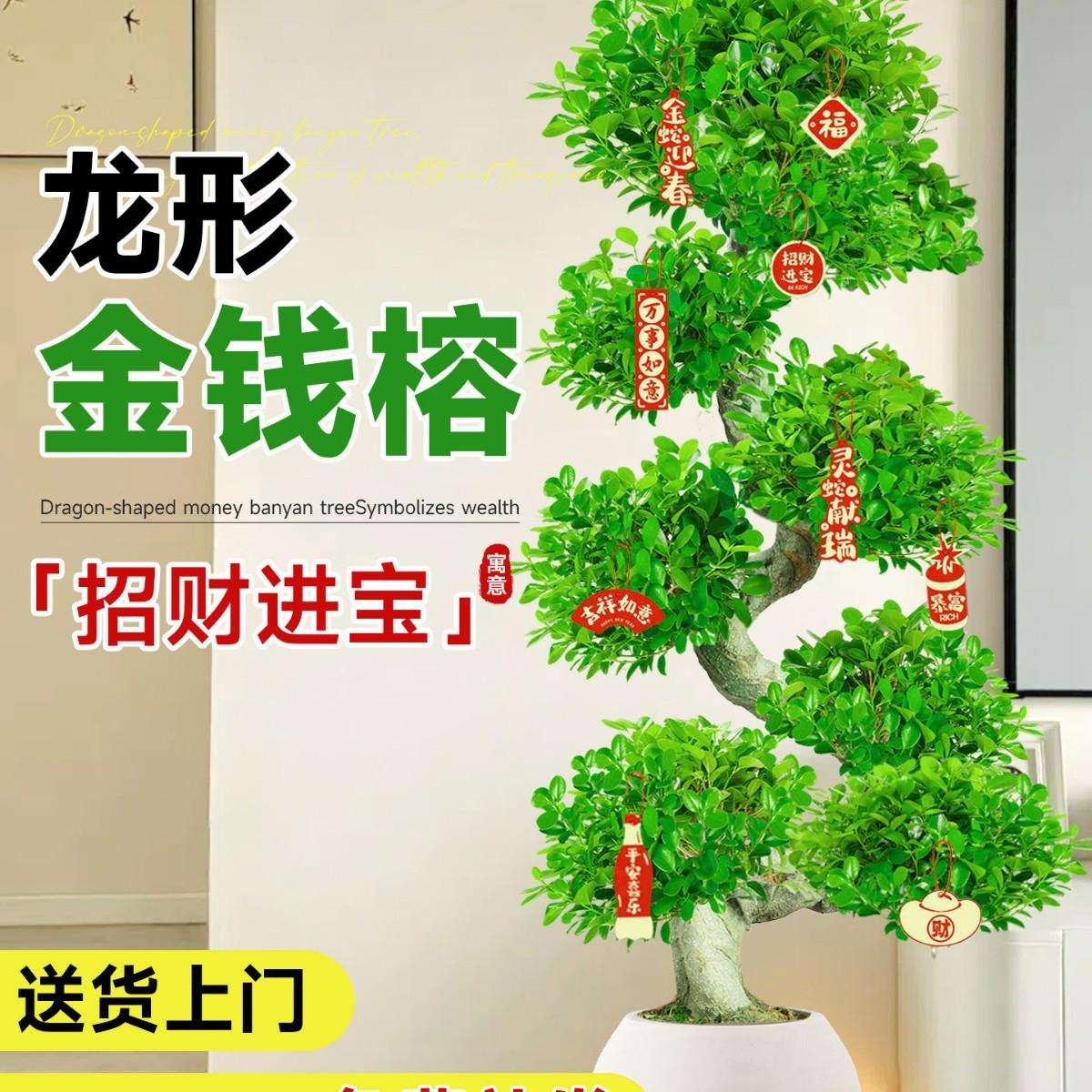 金钱榕大盆栽室内大型盆景招财金钱树客厅办公室摇钱树发财树四季